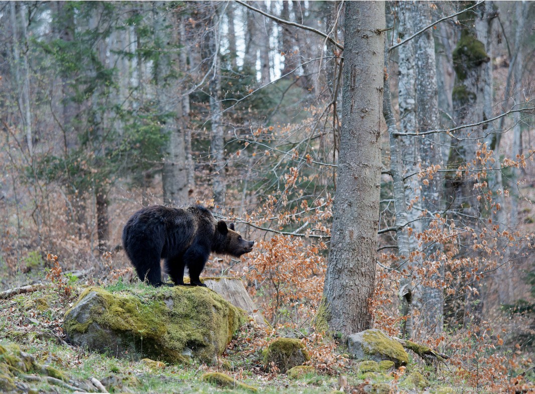 bear watching romania
