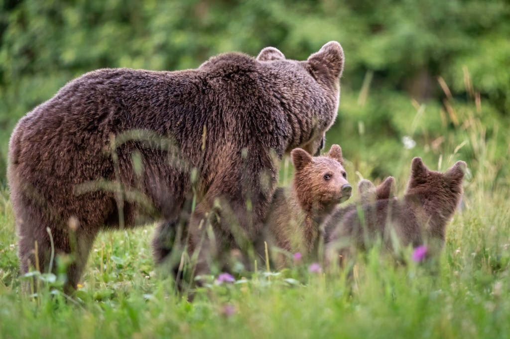 bear watching tour brasov