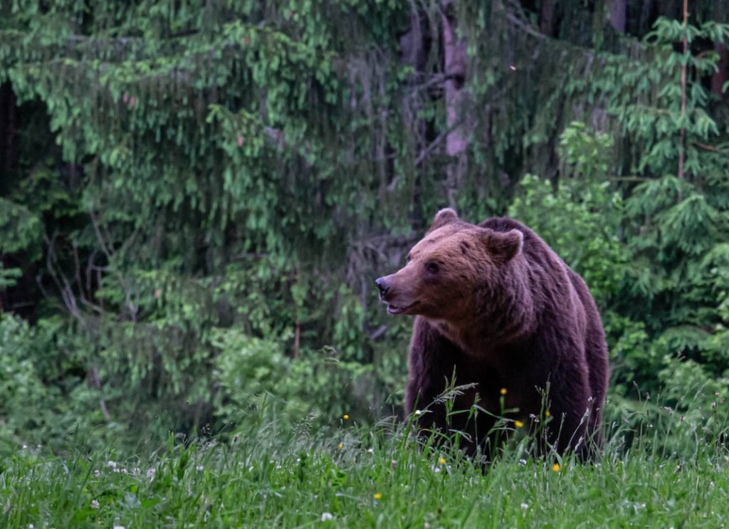 bear watching romania