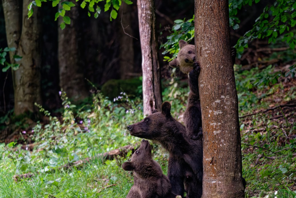 Bear watching Romania