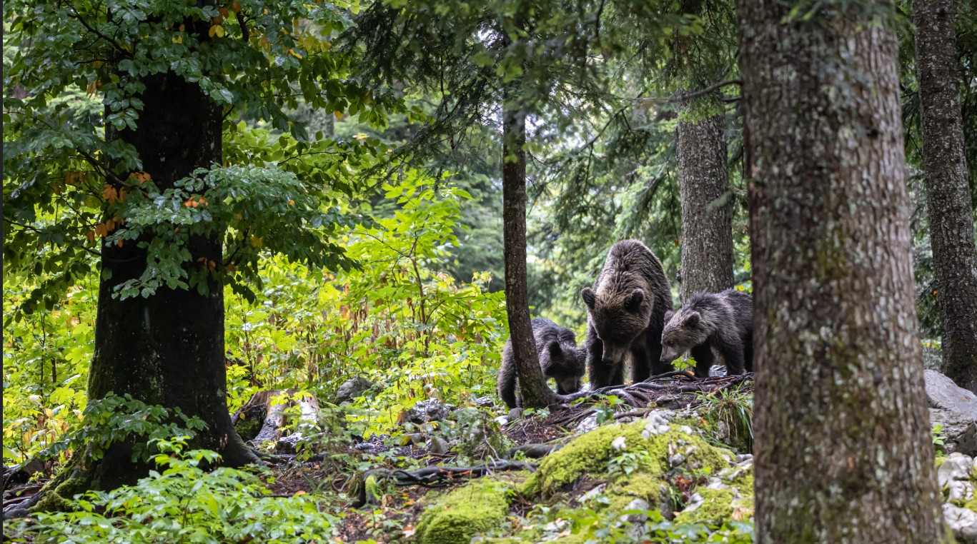 Bear watching Romania