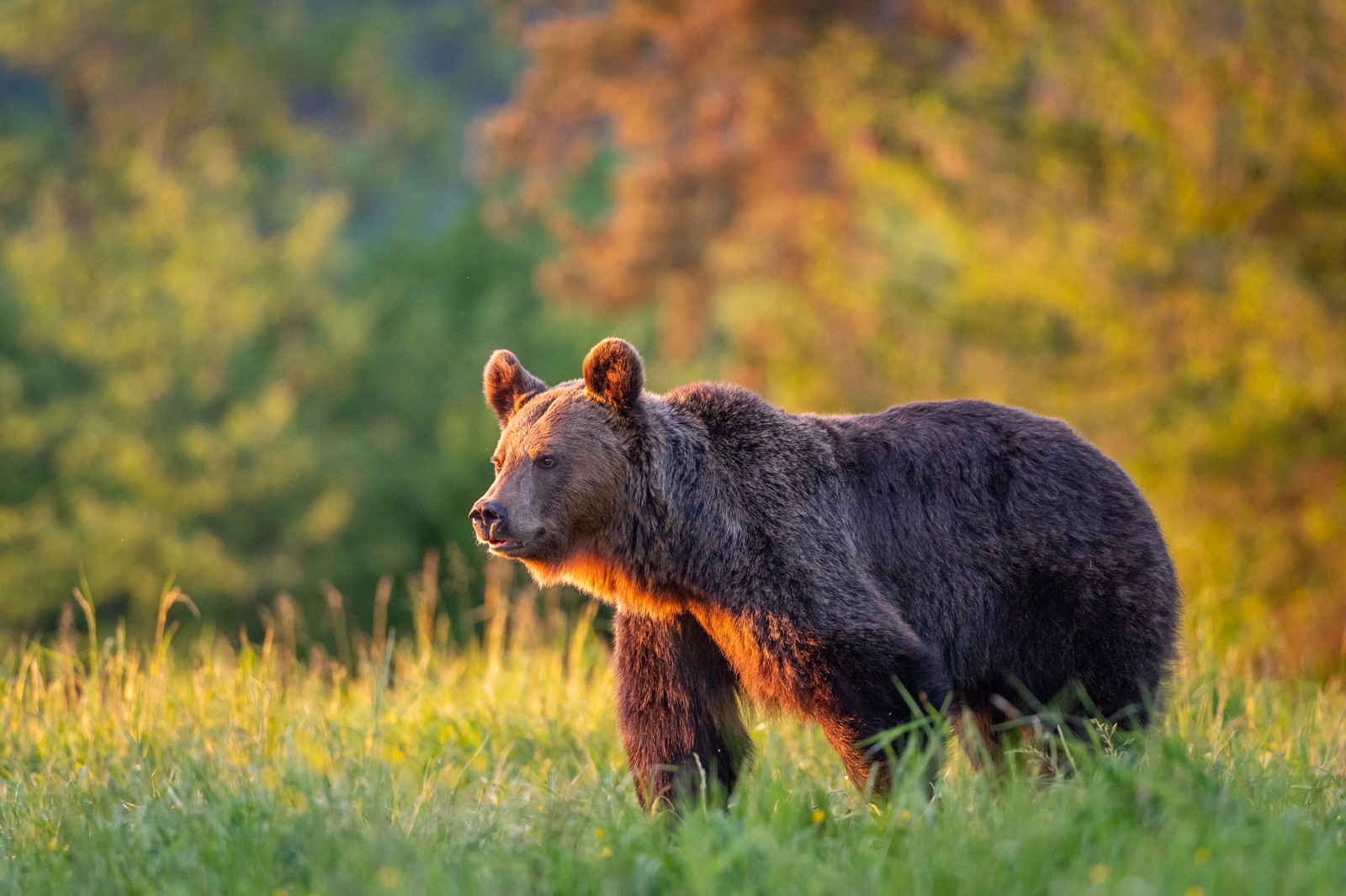 Bear watching Romania