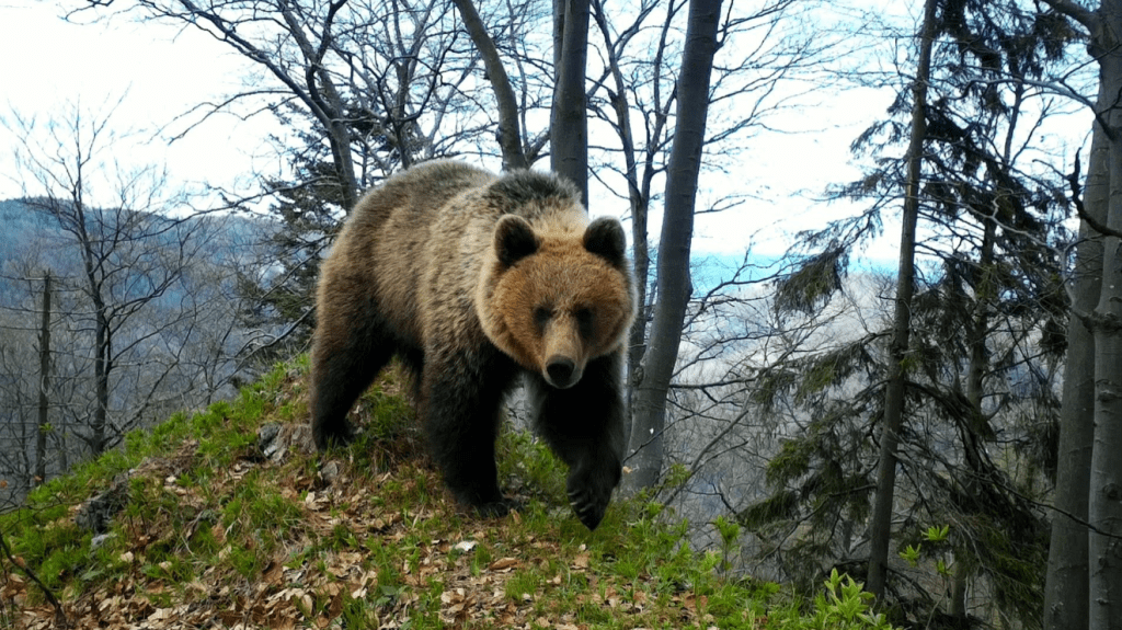 brown bear carpathians